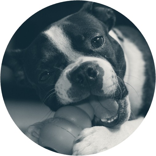 Boston terrier with a stuffed Kong