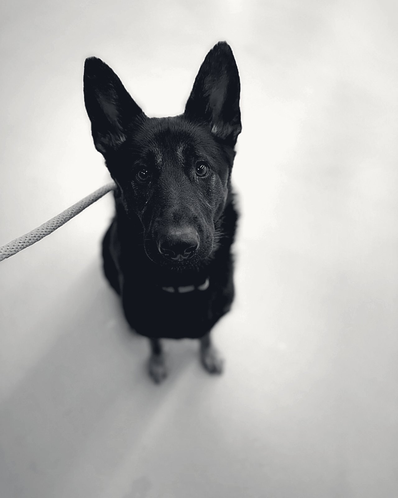 Shepherd sitting calmly on leash, black and white