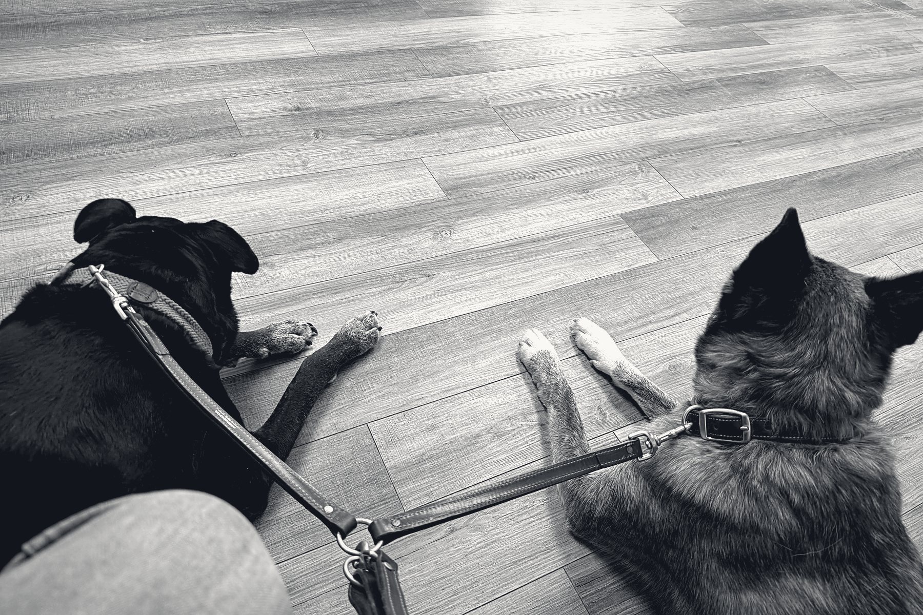 Two dogs settled on leash beside their handler, black and white
