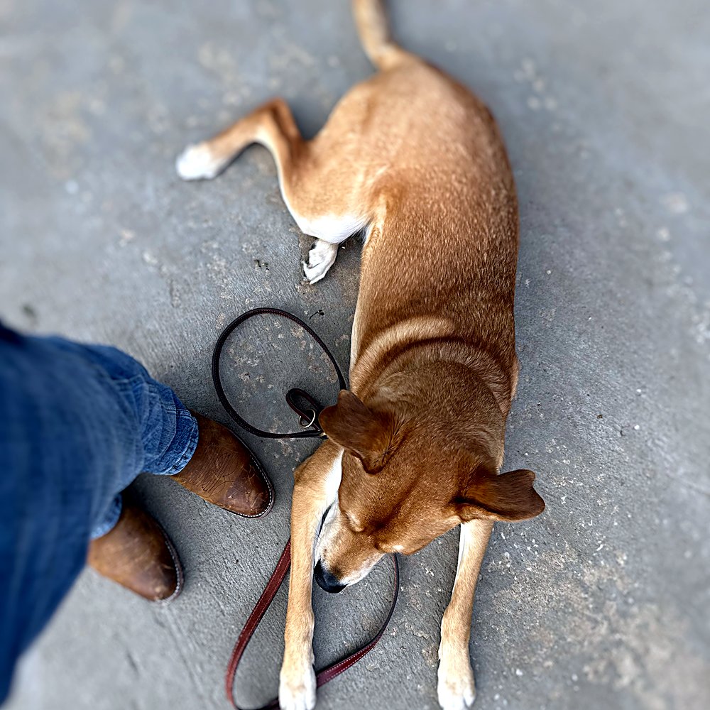 Dog lying calmly on leash beside its handler