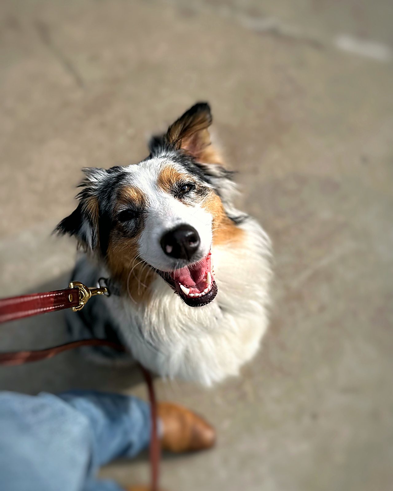 Australian Shepherd looking up at a Pooches Paradise handler during leash training