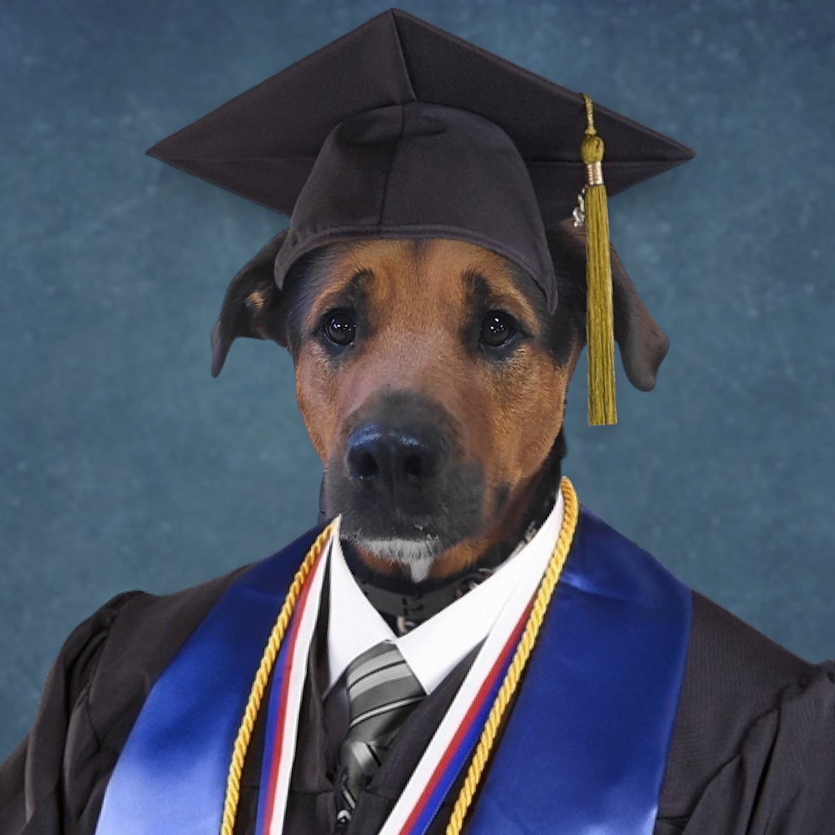 Board & Train graduate in cap and gown