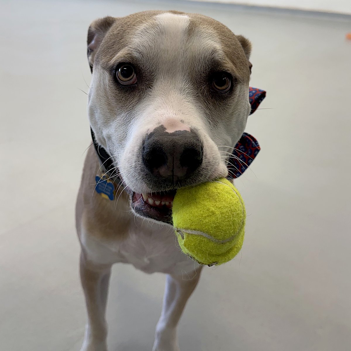 Hercules holding a tennis ball